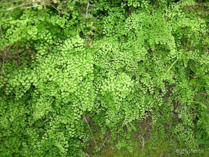 Adiantum aethiopicum fullplant3.jpeg